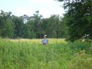 man surveying in high grass